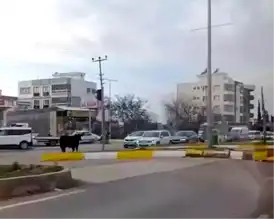 Adıyaman'da Kaçan İnek Trafiği Felç Etti