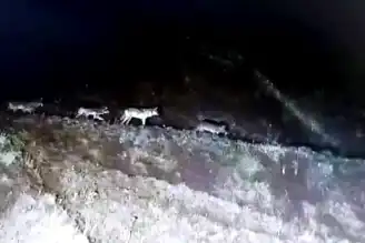 Adıyaman'da Aç Kurtlar Kameralara Yakalandı!