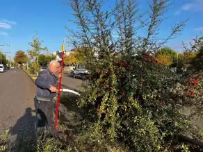 Şehirde Trafik Güvenliği İçin Ağaç Budaması