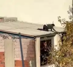Çatıda Tehlikeli Temizlik!