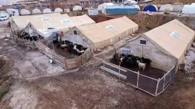 Depremzede Çiftçiler İçin Çelikhan'da Hayvan Çadır Kenti