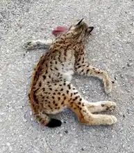 Malatya'da Nesli Tükenmekte Olan Vaşak Öldü