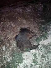 Minibüs Yabani Domuza Çarptı