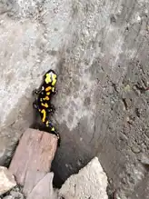 Nesli Tükenmekte Olan Semender Güneydoğu'da Görüldü