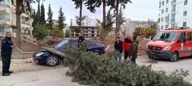 Şiddetli Rüzgar Ağaç Devrdi, Araç Hasar Gördü