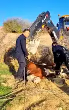 Kuyuya Düşen İnek Kurtarıldı