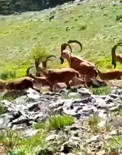 Adıyaman'da Yaban Keçileri Kameraya Poz Verdi!