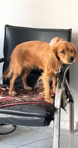 Köpek Hırsızlığı: Adıyaman'da Badem Kayıp!