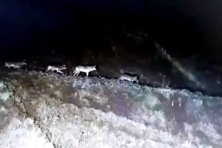 Adıyaman'da Aç Kurtlar Kameralara Yakalandı!