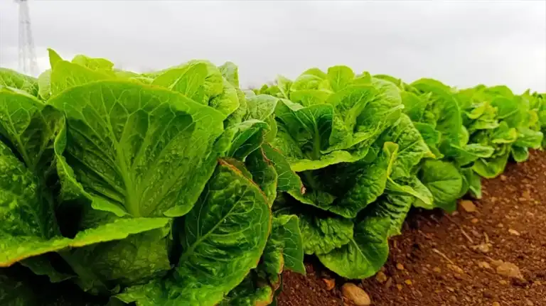 Adıyaman'da Marul Hasadı Başladı: Tütüne Alternatif
