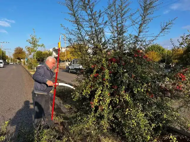 Şehirde Trafik Güvenliği İçin Ağaç Budaması