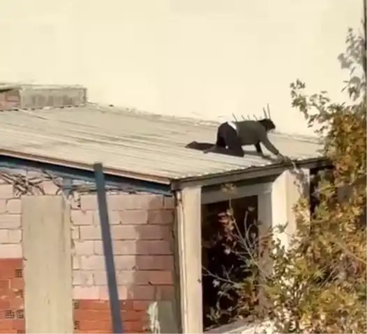 Çatıda Tehlikeli Temizlik!