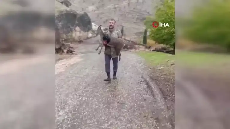 Bitkin Dağ Keçisi Yavrusu Kurtarıldı