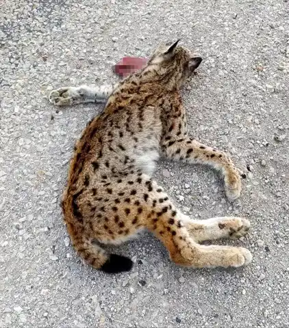 Malatya'da Nesli Tükenmekte Olan Vaşak Öldü