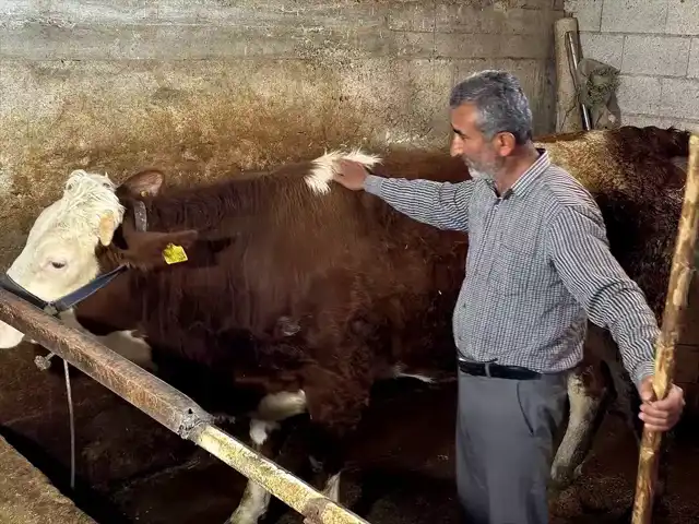 Adıyaman'da Erken Doğan Buzağıya 'Umut'  dolu Bakım