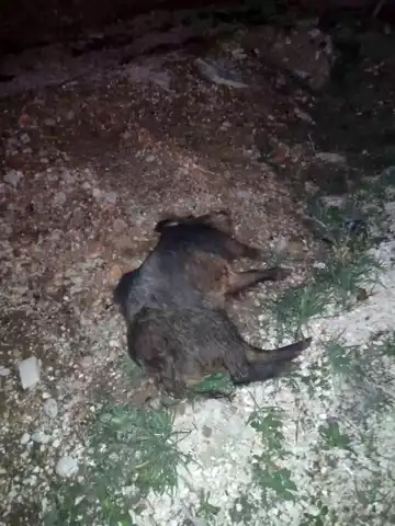 Minibüs Yabani Domuza Çarptı
