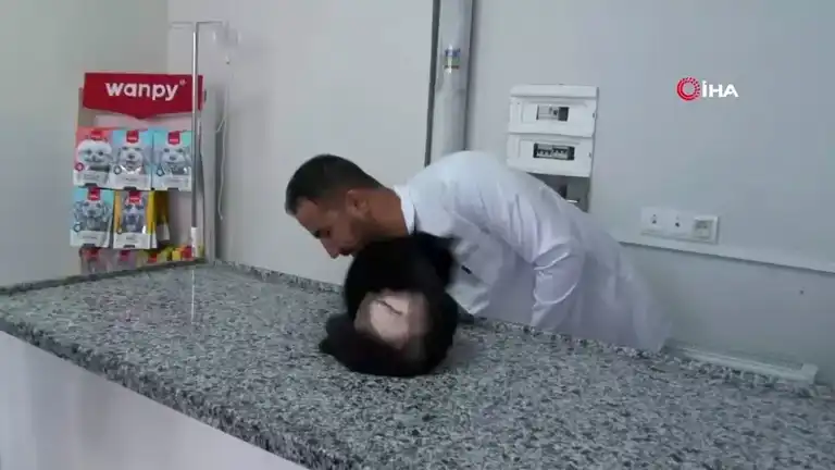 Adıyaman'da Tüfekle Vurulan Kedi Ameliyat Edildi