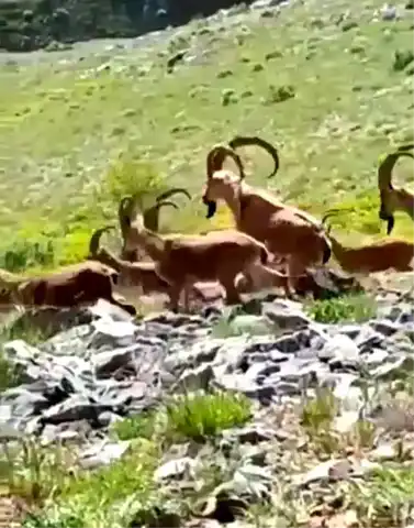 Adıyaman'da Yaban Keçileri Kameraya Poz Verdi!